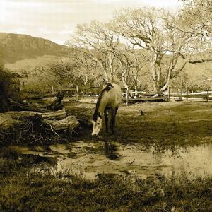 "The Common Horse"