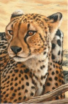 "Cheetah Portrait"