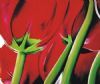"Tulip in Red (Extreme Close Up)"