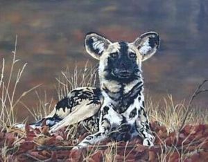 "Wild Dog"