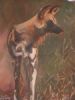 "Wilddog"
