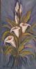 "Arum Lily"