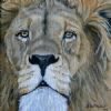 "Lion portrait"