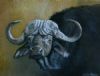 "Buffalo Portrait #1"