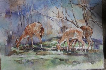 "Nyala grazing"