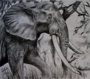 "African Elephant"