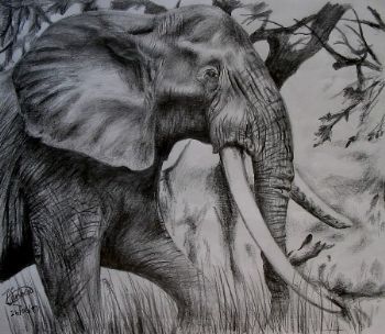 "African Elephant"