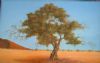 "Sossusvlei Tree"