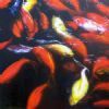 "Potsdam Koi1"