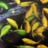 "Potsdam Koi 3"