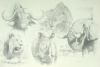 "The Big Five"