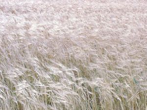 "Blowing Wheat"