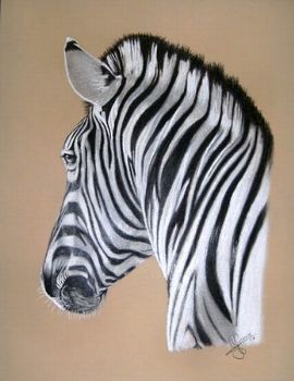 "Zebra"