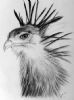 "Secretary bird"