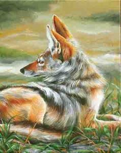 "Black-Backed Jackal in the Riverbed"
