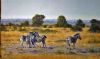 "Basalt Plains Near Satara"