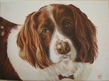 "Shandy - Springer spaniel"