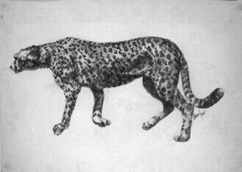 "Cheetah"