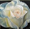 "White Rose on Black"