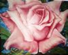 "Pink Rose"