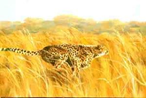"Cheetah on the Hunt"
