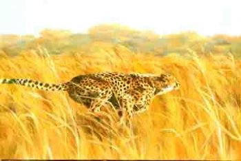 "Cheetah on the Hunt"