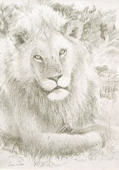 "Lion"