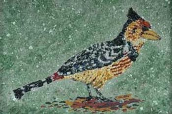 "The Crested Barbet (woodpecker)"