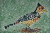 "The Crested Barbet (woodpecker)"