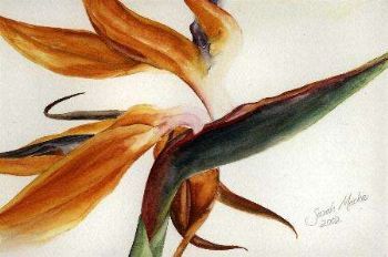 "Strelitzia"