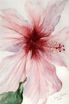 "Hibiscus 1"