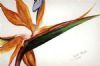 "Strelitzia 2"