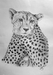 "Cheetah"