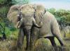 "Tandor - African Elephant "