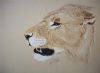 "Lioness 1"