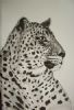 "Leopard 1"