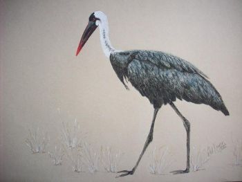 "Woolly-Necked Stork No.2"