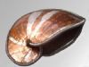 "Nautilus shell"