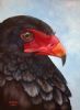 "Bateleur Eagle"