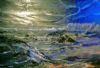 "Moonlight Reflections"
