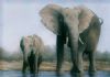 "Elephant with Calf"