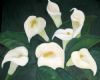 "Arum Lilies"