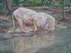 "Drinking Lion"