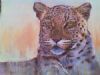 "Leopard"