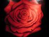 "Red Rose 2"