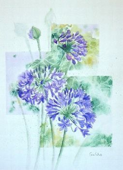 "Agapanthus"