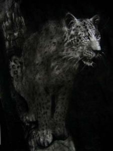 "leopard"