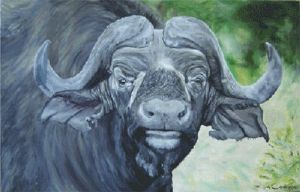 "Cape Water Buffalo"