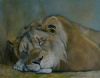 "Sleeping lion"