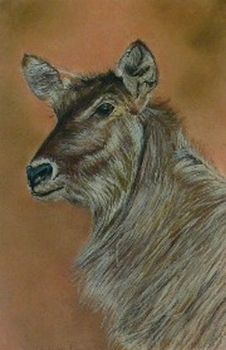 "Waterbuck"
